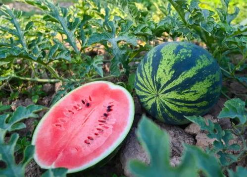 适合群众吃的网瓜,营养美味，适合大众的夏日消暑佳品