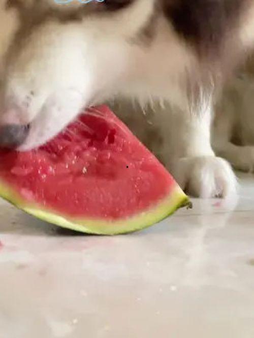 狗狗可以吃网红瓜吗视频,萌宠美食大揭秘