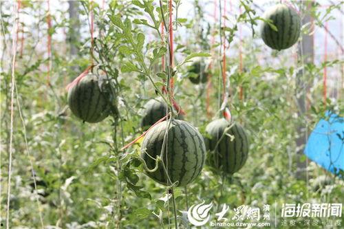 南充网红吃瓜事件视频,一场网络狂欢背后的真相揭秘