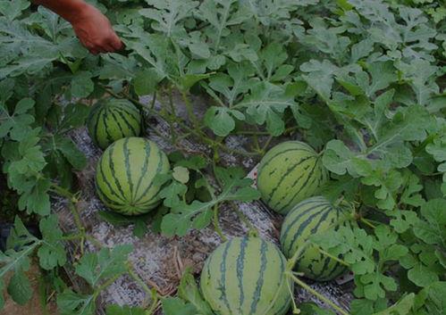 山西怀仁网红吃瓜后续