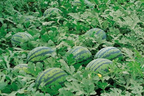 临沧网红吃瓜群微信号是什么