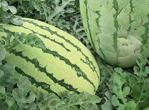 51吃瓜样网,揭秘娱乐圈幕后故事，带你走进明星真实生活