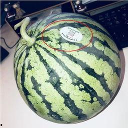 东北吃瓜网红叫什么,揭秘东北美食界的“瓜王”传奇