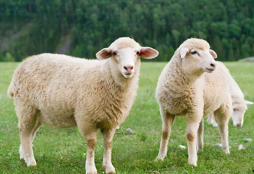 吃瓜网每日大赛羊小羊,吃瓜网每日大赛的焦点明星