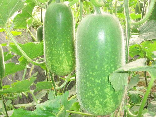 网红陈妮妮吃瓜图片大全,网红美食生活大揭秘