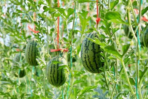 西藏吃瓜网,揭秘高原美食背后的故事